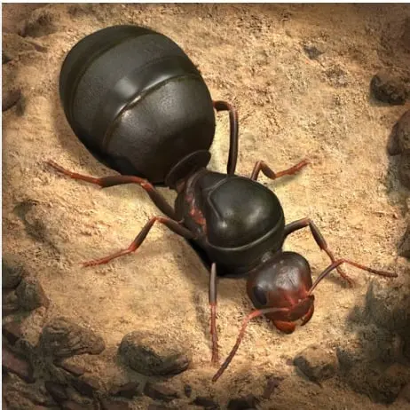 Jual 2.500 AntCoin The Ants Underground Kingdom TOKO GAME MURAH | VCGamers